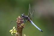 Orthetrum azureum male.jpg