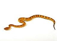 Trimeresurus puniceus vipere nez plat 67.jpg