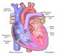 Diagram of the human heart (cropped).svg