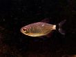 Red eye tetra.jpg