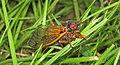 Magicicada cassini (17-year periodical cicada) (Flint Ridge, Ohio, USA) (27294270804).jpg