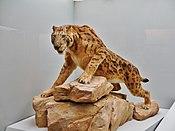 Megantereon model.jpg
