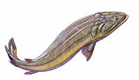 Gooloogongia loomesi reconstruction.jpg