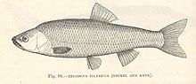 FMIB 48056 Leuciscus illyricus (Heckel and Kner).jpeg