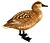 MarmaronettaAngustirostrisKeulemans white background.jpg