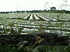 Growing Plastic - geograph.org.uk - 448501.jpg