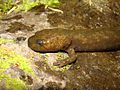 Dicamptodon copei larva.jpg