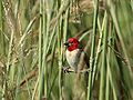 Quelea erythrops -South Africa -building nest-8.jpg