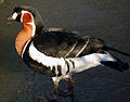 Red Breasted Goose (2181934550).jpg