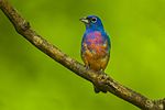 Rose-bellied Bunting - Chiapas - Mexico S4E8298 (23703263002).jpg