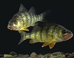 YellowPerch.jpg