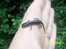 Cumberland Plateau Salamander.jpg