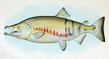 Dog Salmon Breeding Male.jpg