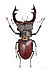 Cerf-volant MHNT Dos.jpg
