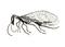 Raphidia icon.png