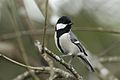 Cinereous Tit DSC9994.jpg