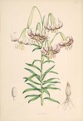Lilium polyphyllum.jpg