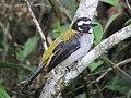 Saltator atripennis Saltador alinegro Black-winged Saltator (14999589855).jpg