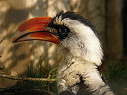 Tockus deckeni (Male) -Antwerp Zoo-8.jpg