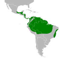 Crypturellus soui map.svg