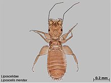 Liposcelis mendax.jpg