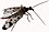 Scorpionfly (white background).jpg