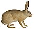 Lepus timidus - 1700-1880 - Print - Iconographia Zoologica -(white background).jpg
