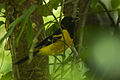 Bar-winged Oriole - Chiapas - Mexico S4E7324 (23521447649).jpg