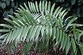 Ceratozamia miqueliana 3zz.jpg