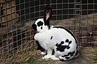 Géant papillon français J2.jpg