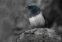 Blue-capped Redstart Uttarakhand India.jpg