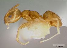 Plagiolepis alluaudi casent0003320 profile 1.jpg