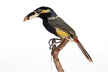 Selenidera gouldi (AM LB7954-2).jpg