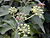 Starr 010419-0021 Hedera helix.jpg