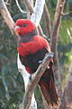 Eos squamata -Aquarium of the Pacific, Long Beach, California, USA-8a.jpg