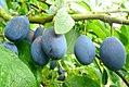 Damson plum fruit.jpg