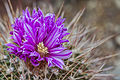 Stenocactus vaupelianus, Jardín Botánico de Múnich, Alemania, 2013-05-04, DD 01.jpg