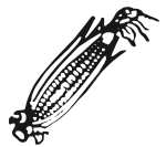Indian Election Symbol Maize.svg