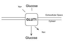 Glut1 Transporter