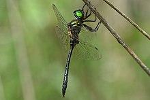 Somatochlora viridiaenea(Male , Japan , 2019.09.14).jpg