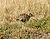 Wild rabbit.jpg