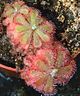 Drosera aliciae 2.jpg