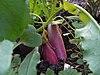 Raphanus sativus var. sativus Radish ハツカダイコン廿日大根、二十日大根.JPG