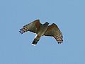 African Cuckoo-Hawk (Aviceda cuculoides) in flight.jpg
