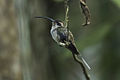 Eastern Long-tailed Hermit - Rio Tigre - Costa Rica MG 8436 (26084791724).jpg