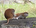 Patas.jpg