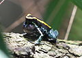 Phyllobates vittatus - Tiergarten Schönbrunn 2.jpg