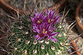 Stenocactus ochoterena GotBot 2015 003.jpg