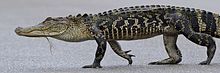 Americanalligator.jpg