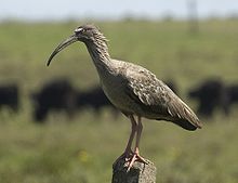 BANDURRIA MORA Harpiprioncaerulescens.jpg